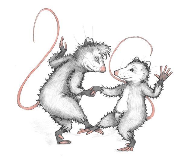 Иллюстрация к книге — Опоссум по имени Апельсинка [i_033.jpg]