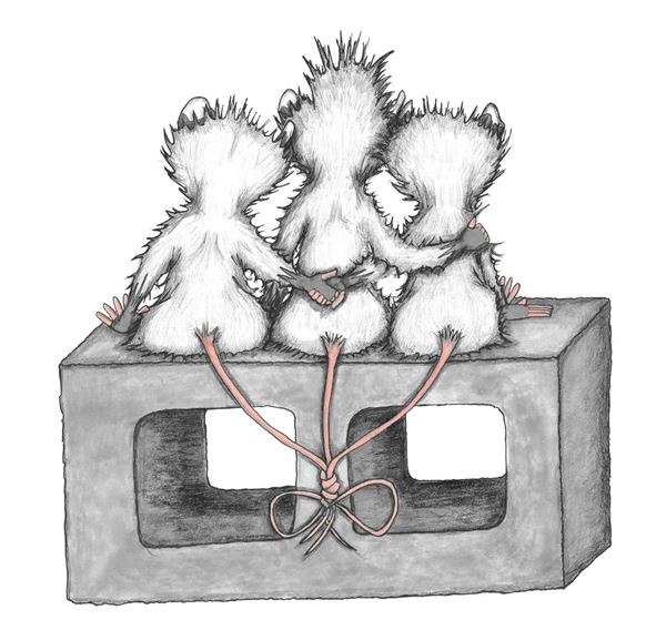 Иллюстрация к книге — Опоссум по имени Апельсинка [i_038.jpg]