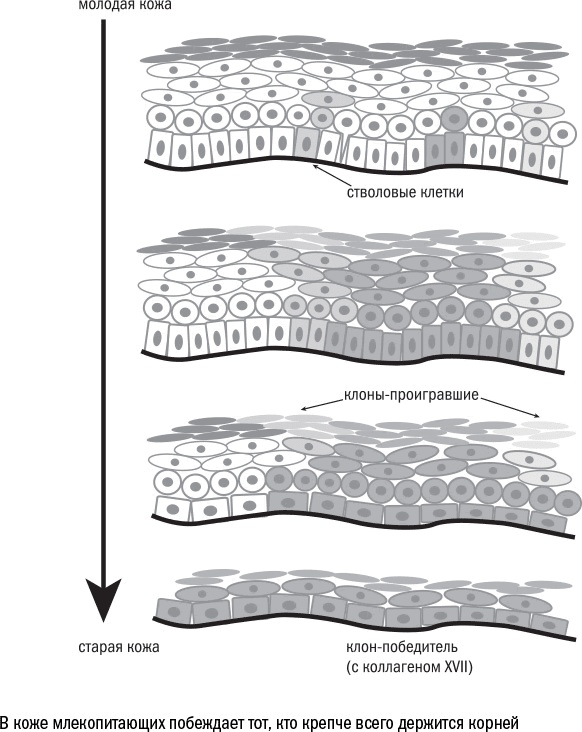 Иллюстрация к книге — Против часовой стрелки [i_046.jpg]