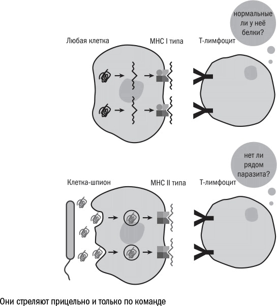 Иллюстрация к книге — Против часовой стрелки [i_055.jpg]