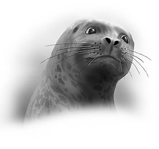 Иллюстрация к книге — Последний огнеястреб. Хрустальные гроты [i_023.jpg]