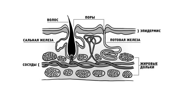 Иллюстрация к книге — Бьютилогия. Наука о красоте для тех, кто знал, но забыл [_3.jpg]