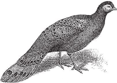 Иллюстрация к книге — Фантомы мозга [i_009.jpg]