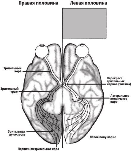 Иллюстрация к книге — Фантомы мозга [i_010.jpg]