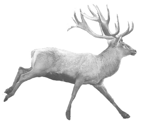 Иллюстрация к книге — Белый олень [i_001.jpg]