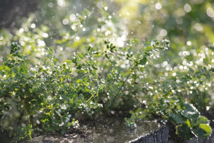 Иллюстрация к книге — Жить не спеша [i_020.jpg]