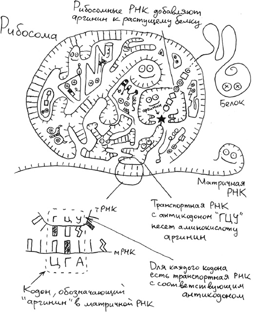 Иллюстрация к книге — Хлопок одной ладонью [i_011.jpg]