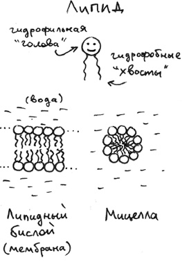 Иллюстрация к книге — Хлопок одной ладонью [i_025.jpg]