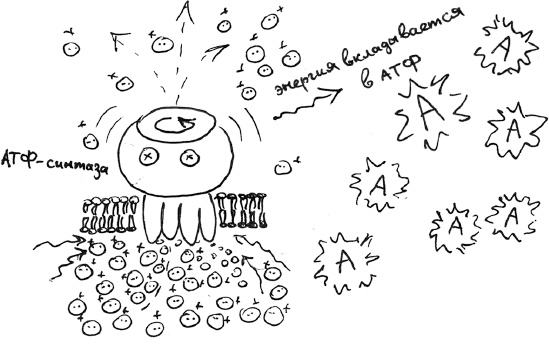 Иллюстрация к книге — Хлопок одной ладонью [i_032.jpg]