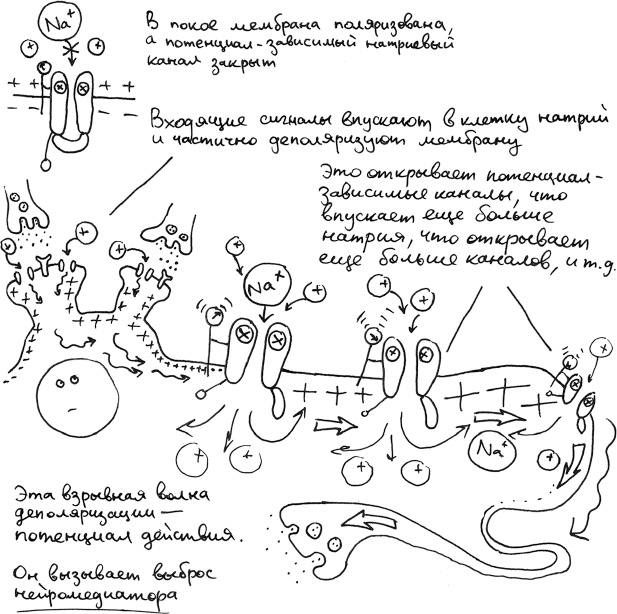 Иллюстрация к книге — Хлопок одной ладонью [i_103.jpg]