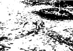 Иллюстрация к книге — Хлопок одной ладонью [i_111.jpg]