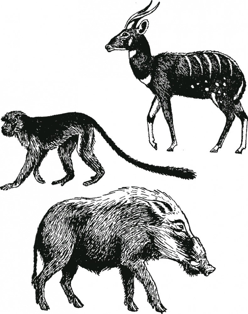 Иллюстрация к книге — В тени человека [i_013.jpg]