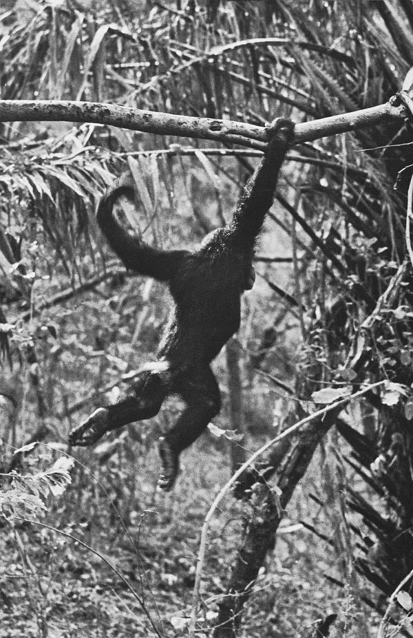 Иллюстрация к книге — В тени человека [i_023.jpg]