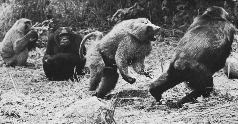 Иллюстрация к книге — В тени человека [i_031.jpg]