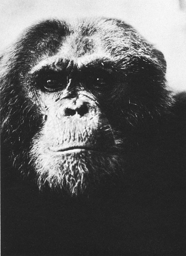 Иллюстрация к книге — В тени человека [i_035.jpg]