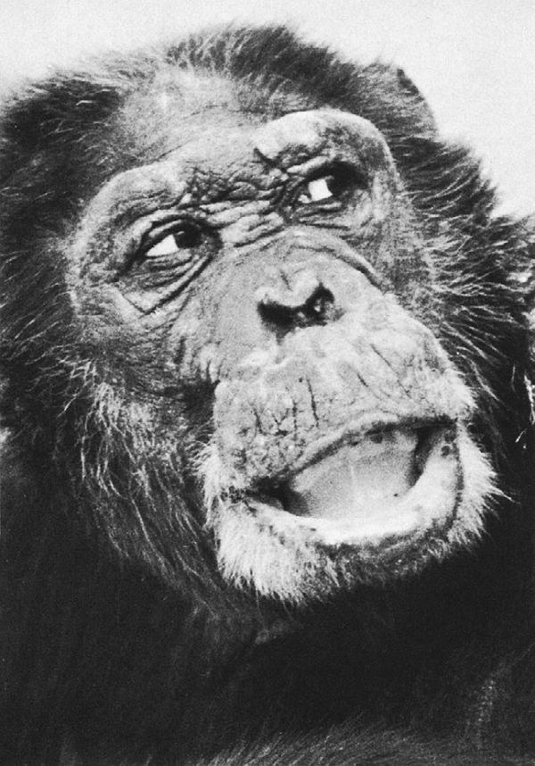 Иллюстрация к книге — В тени человека [i_037.jpg]