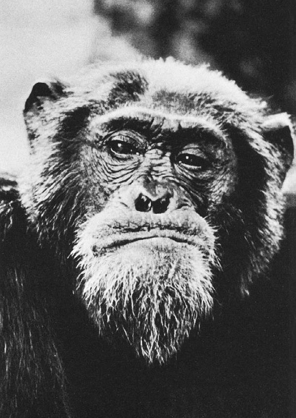 Иллюстрация к книге — В тени человека [i_038.jpg]