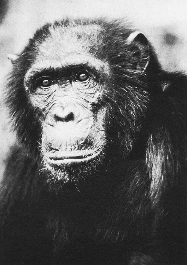 Иллюстрация к книге — В тени человека [i_039.jpg]