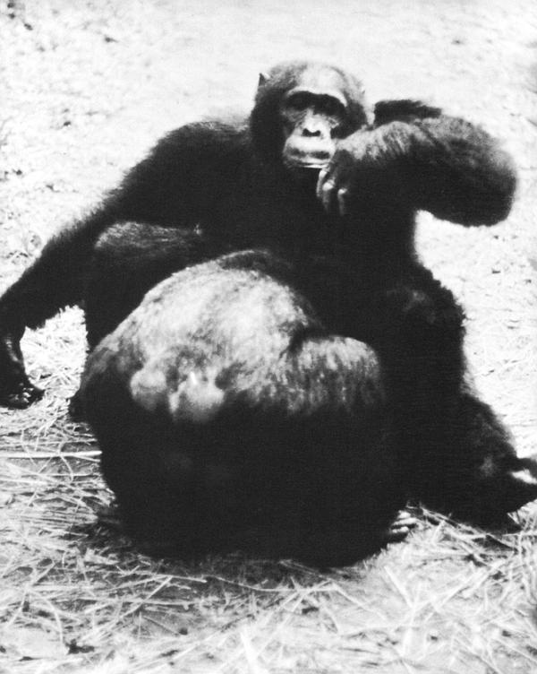 Иллюстрация к книге — В тени человека [i_061.jpg]