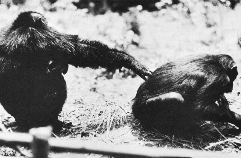 Иллюстрация к книге — В тени человека [i_063.jpg]