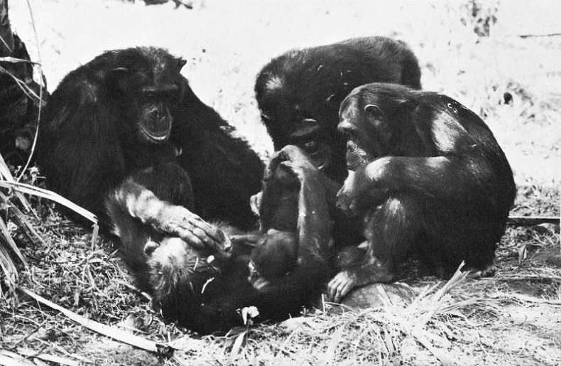 Иллюстрация к книге — В тени человека [i_069.jpg]