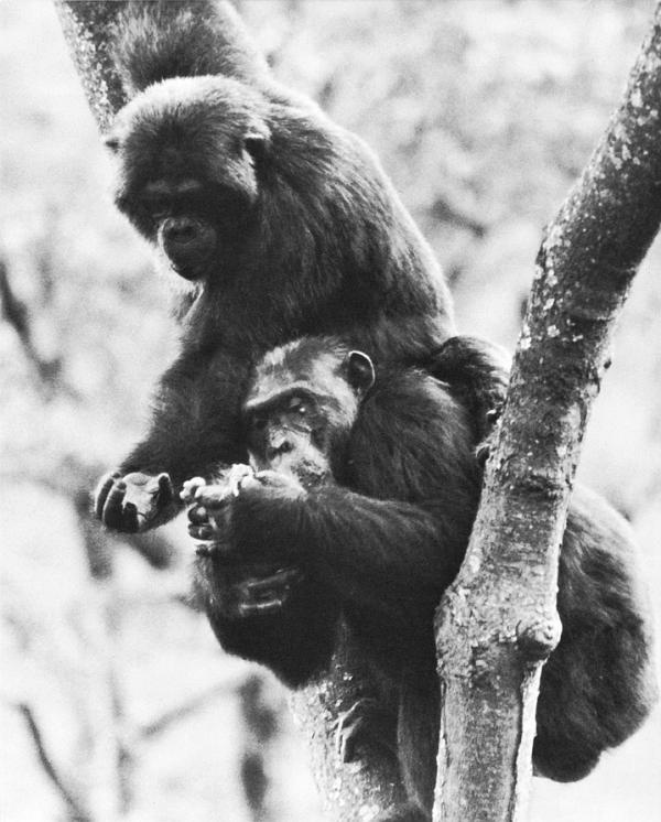 Иллюстрация к книге — В тени человека [i_072.jpg]