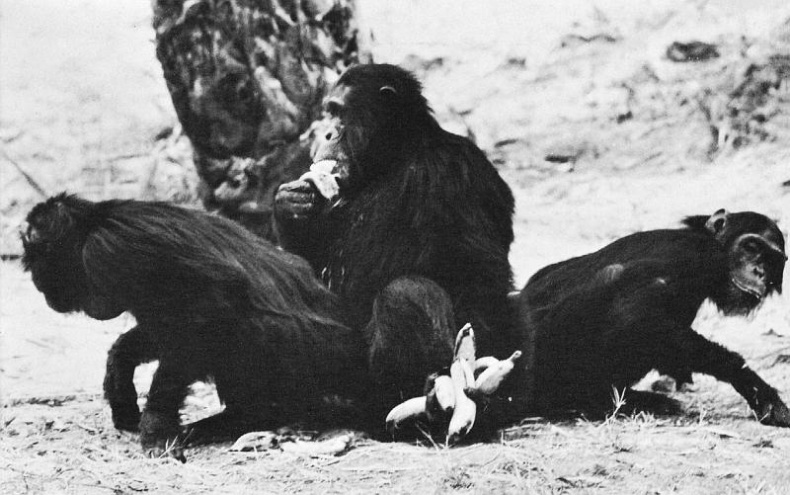 Иллюстрация к книге — В тени человека [i_074.jpg]