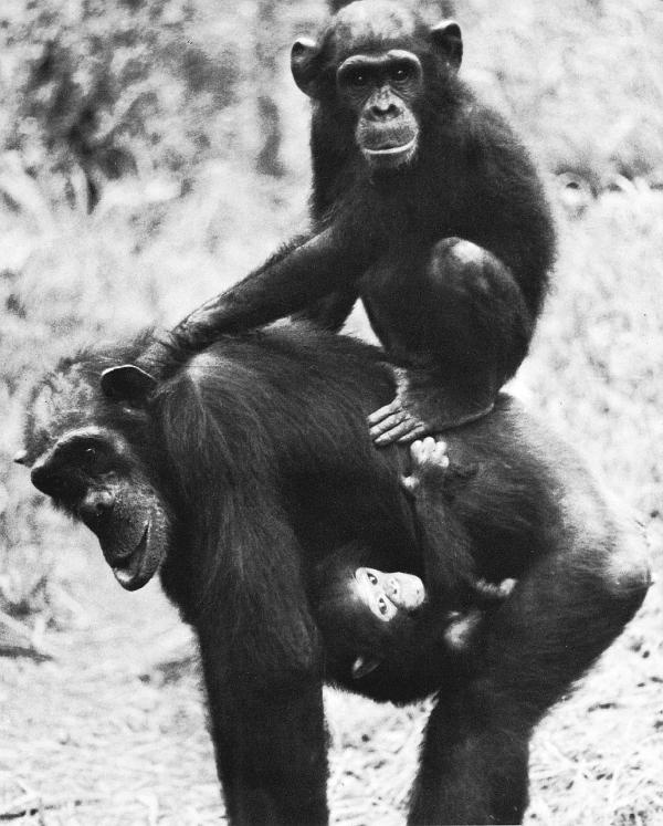 Иллюстрация к книге — В тени человека [i_075.jpg]