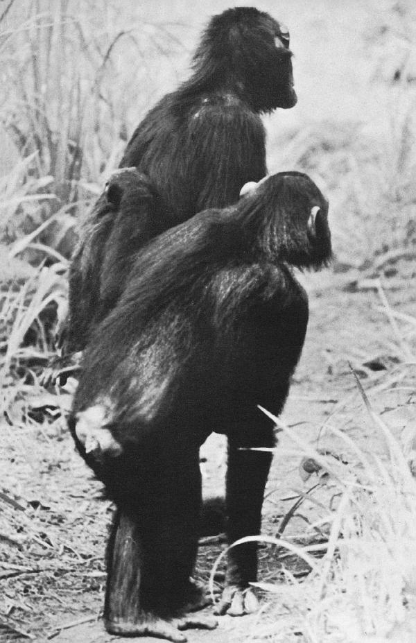 Иллюстрация к книге — В тени человека [i_080.jpg]