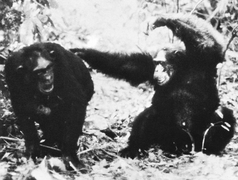 Иллюстрация к книге — В тени человека [i_083.jpg]