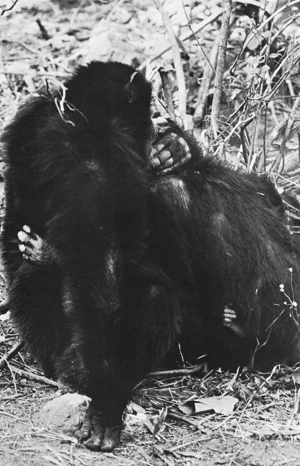 Иллюстрация к книге — В тени человека [i_087.jpg]