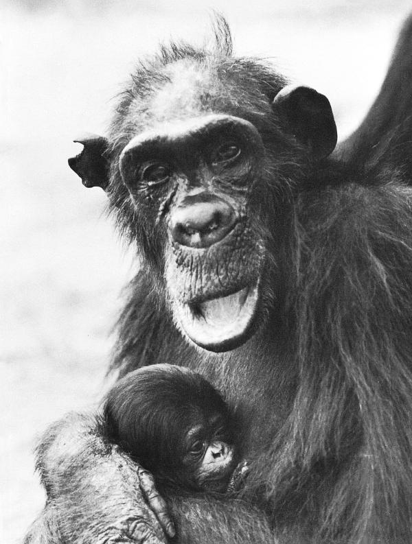 Иллюстрация к книге — В тени человека [i_088.jpg]