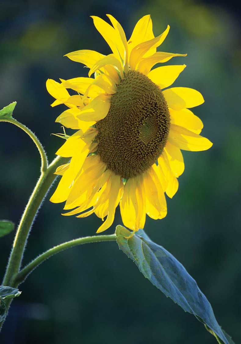 Иллюстрация к книге — Фотография. Искусство обмана [i_065.jpg]