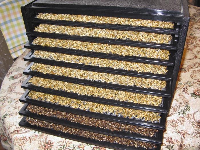 Иллюстрация к книге — кЛИБЕ. Конец иллюзии стадной безопасности [_11_sushitvdegidratore.jpg]