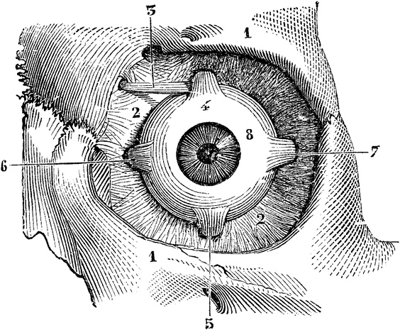 Иллюстрация к книге — Не жилец! История медицины в увлекательных заметках [i_006.jpg]