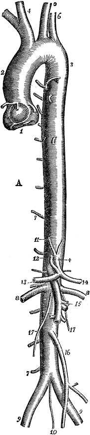 Иллюстрация к книге — Не жилец! История медицины в увлекательных заметках [i_011.jpg]