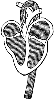 Иллюстрация к книге — Не жилец! История медицины в увлекательных заметках [i_013.jpg]