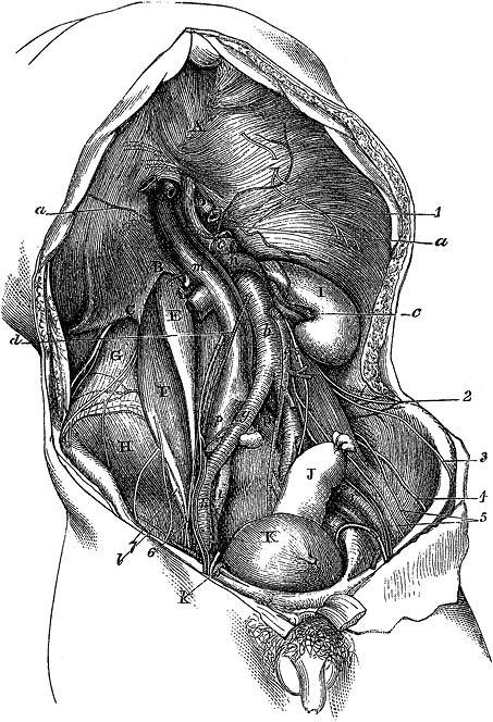 Иллюстрация к книге — Не жилец! История медицины в увлекательных заметках [i_016.jpg]
