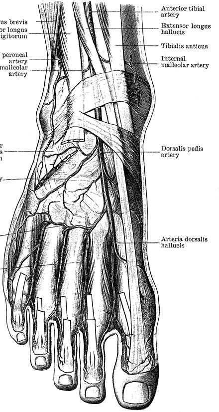 Иллюстрация к книге — Не жилец! История медицины в увлекательных заметках [i_018.jpg]