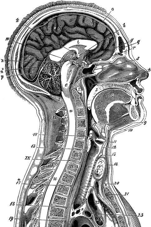 Иллюстрация к книге — Не жилец! История медицины в увлекательных заметках [i_020.jpg]