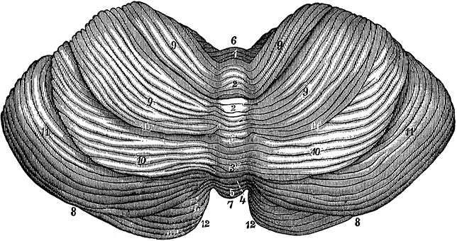 Иллюстрация к книге — Не жилец! История медицины в увлекательных заметках [i_024.jpg]