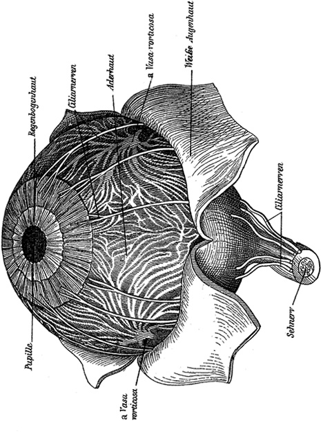 Иллюстрация к книге — Не жилец! История медицины в увлекательных заметках [i_032.jpg]