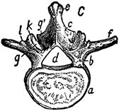 Иллюстрация к книге — Не жилец! История медицины в увлекательных заметках [i_044.jpg]