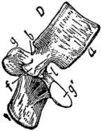 Иллюстрация к книге — Не жилец! История медицины в увлекательных заметках [i_045.jpg]