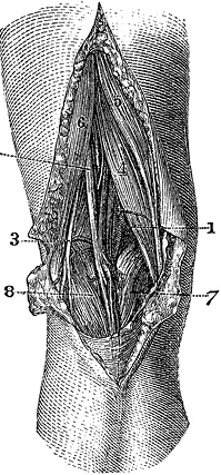 Иллюстрация к книге — Не жилец! История медицины в увлекательных заметках [i_049.jpg]