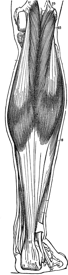 Иллюстрация к книге — Не жилец! История медицины в увлекательных заметках [i_050.jpg]
