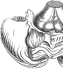 Иллюстрация к книге — Не жилец! История медицины в увлекательных заметках [i_052.jpg]