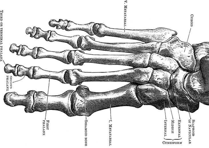 Иллюстрация к книге — Не жилец! История медицины в увлекательных заметках [i_055.jpg]