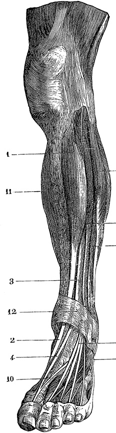 Иллюстрация к книге — Не жилец! История медицины в увлекательных заметках [i_058.jpg]