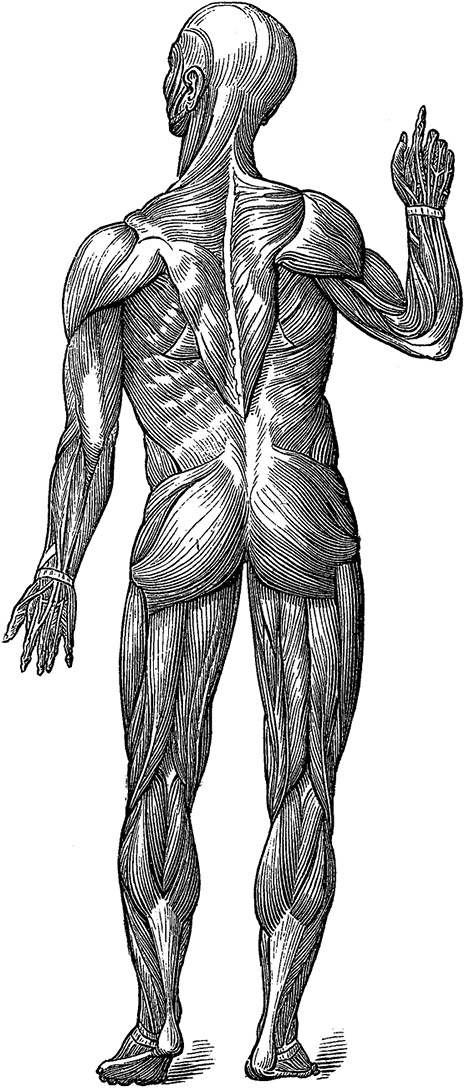 Иллюстрация к книге — Не жилец! История медицины в увлекательных заметках [i_064.jpg]